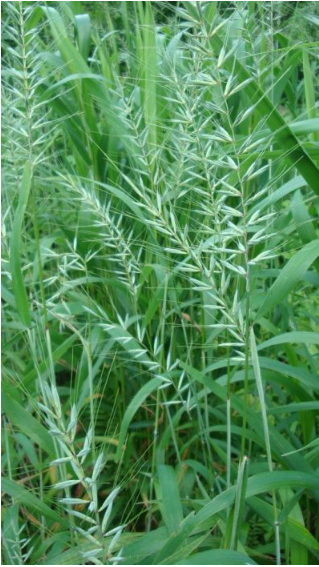 Grass - Bottlebrush (Elymus hystix)